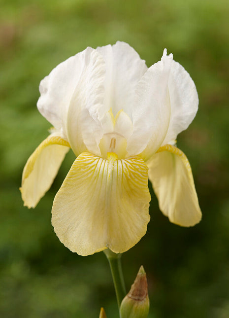 Tysk iris-Iris Germanica Pinnacle 1-pakning