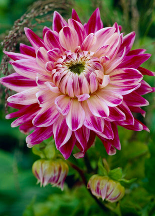 Dahlia Dekorativ Vancouver 1-pack