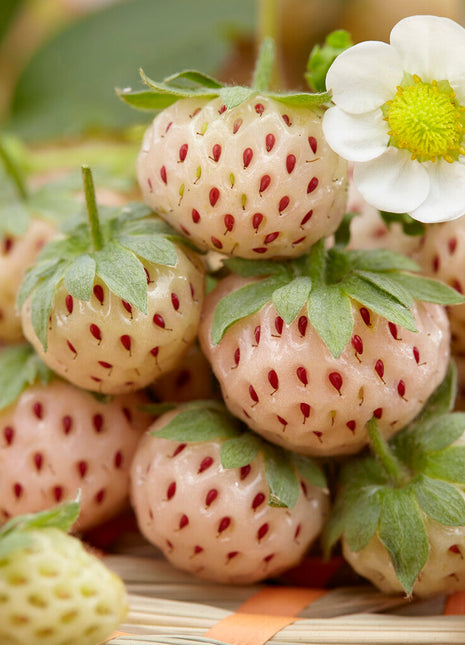 Strawberry White Pineberry 2-pak