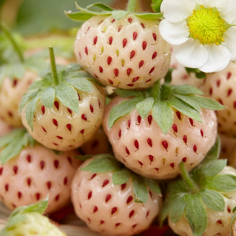 Jordbær White Pineberry 2-pakning