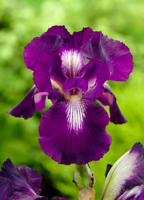 Tysk iris-Iris Germanica Exotic Star 1-pakning