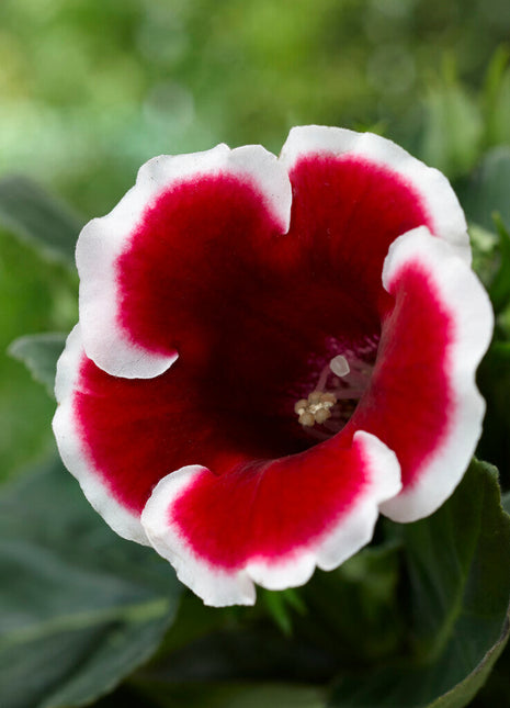 Gloxinia Kaiser Friedrich 1-pakning