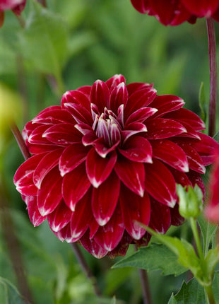 Dahlia Pompon Red Rock 1-pakning