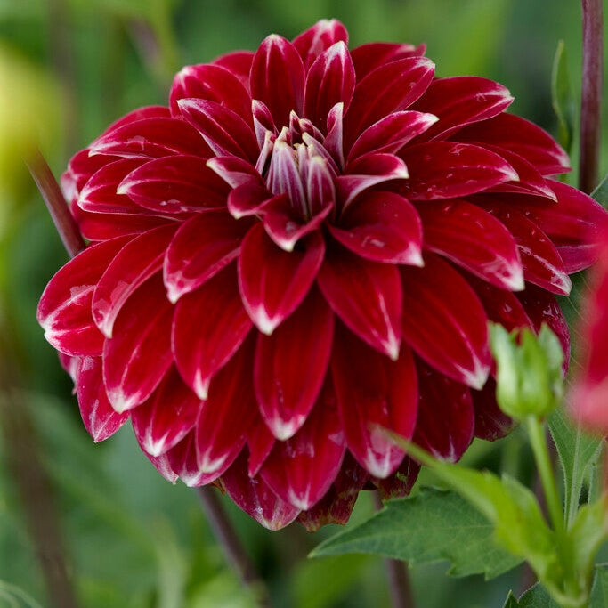 Dahlia Pompon Red Rock 1-pakke