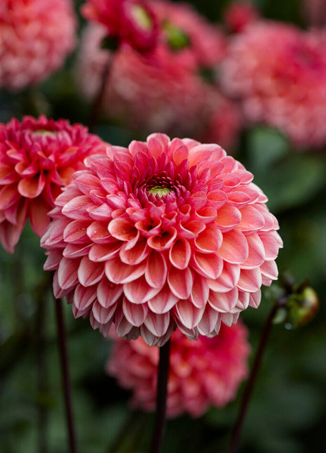 Dahlia Boll Daisy Duke 1-pack