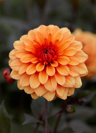 Dahlia Dekorativ David Howard 1-pack