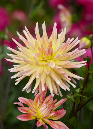 Dahlia Cactus Cabana Banan 1-pakning