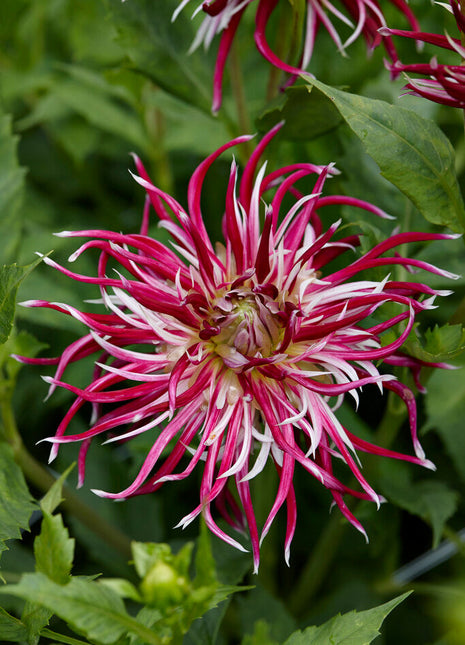 Dahlia Cactus Hollyhill Spiderwoman 1-pakning