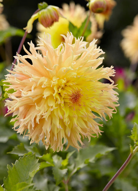 Dahlia Cactus Mingus Joshua 1-pakning