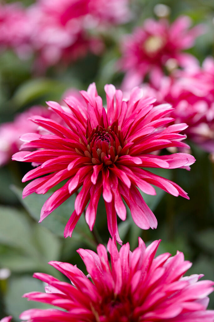 Dahlia Gallerie Art Nouveau 1-pakning
