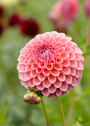 Dahlia Boll Jowey Winnie 1-pack