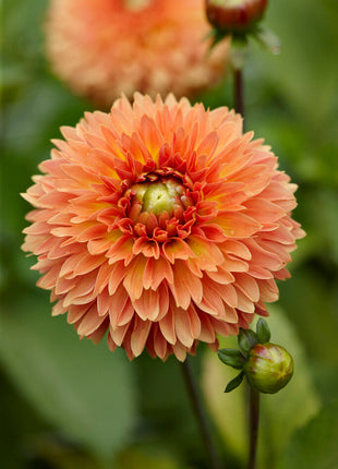 Dahlia Dekorativ Orange Impact 1-pakning NYHET