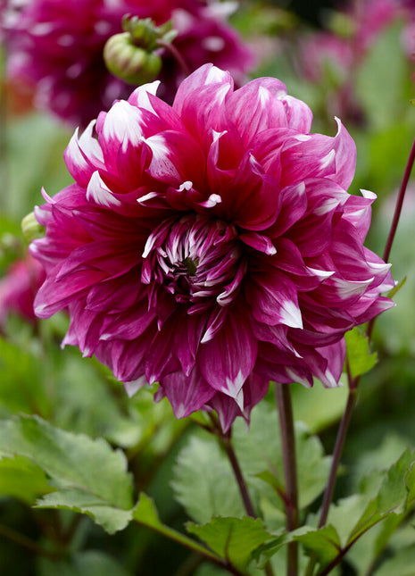 Dahlia Dekorativ Yarra Falls 1-pack