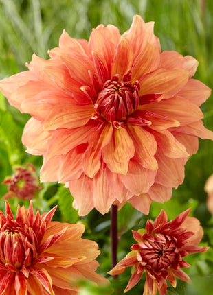 Dahlia Dekorativ Mango Madness 1-pack