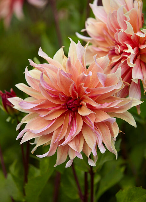 Dahlia Cactus Labyrint 1-pakning