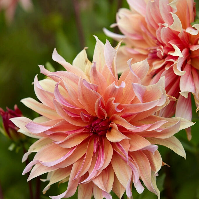 Dahlia Cactus Labyrinth 1-pakke