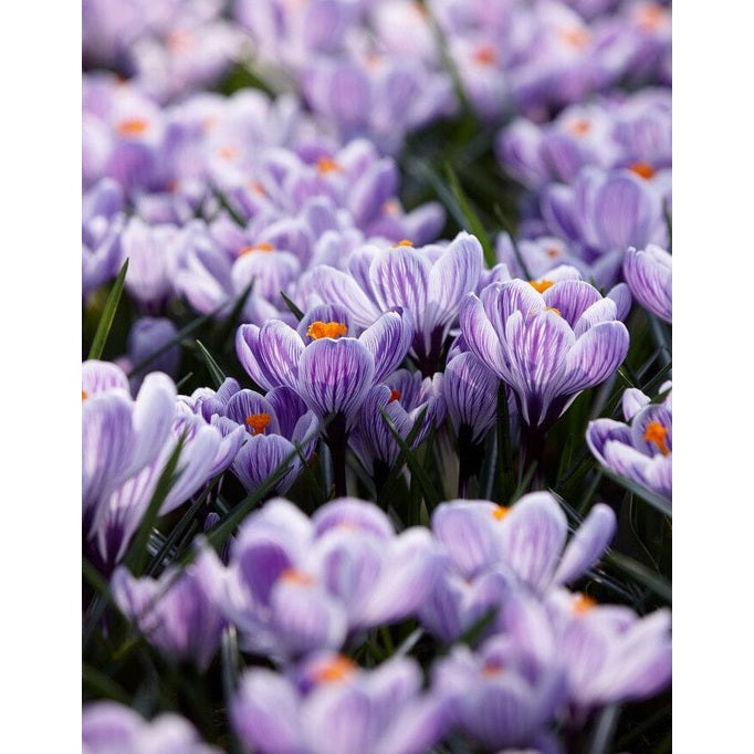 Vårkrokus - Crocus Vernus 'Pickwick' 10-pakning