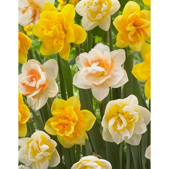 Narcissus Double Mixed 6-pakning