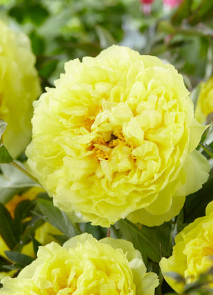 Peony-Paeonia Bartzella 1-pakning