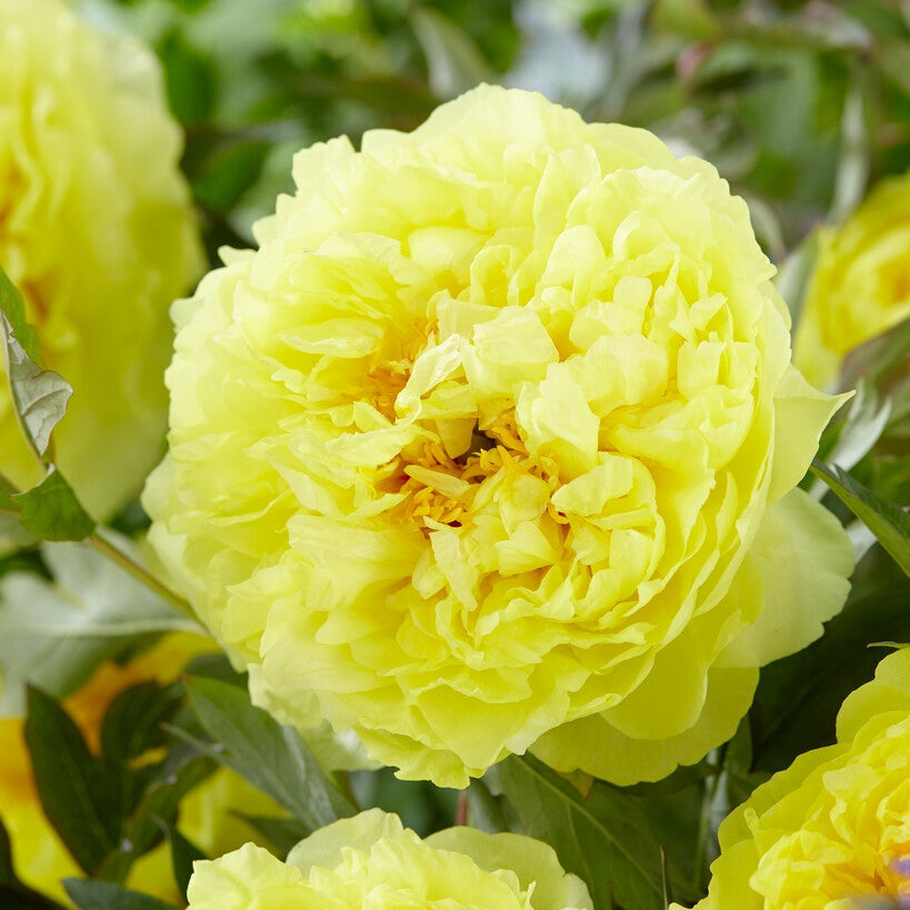 Pion-Paeonia Bartzella 1-pakke
