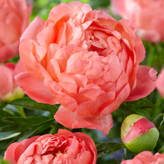 Peony-Paeonia Coral Sunset 1-pakning