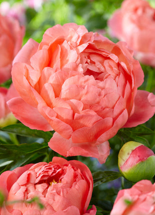 Peony-Paeonia Coral Sunset 1-pakning