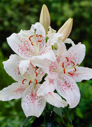 Orientalsk lilje-Lilium Oriental Muscadet 2-pakning