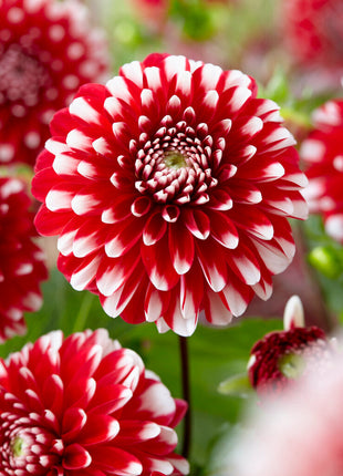 Dahlia Border Little Tiger 1-pakning