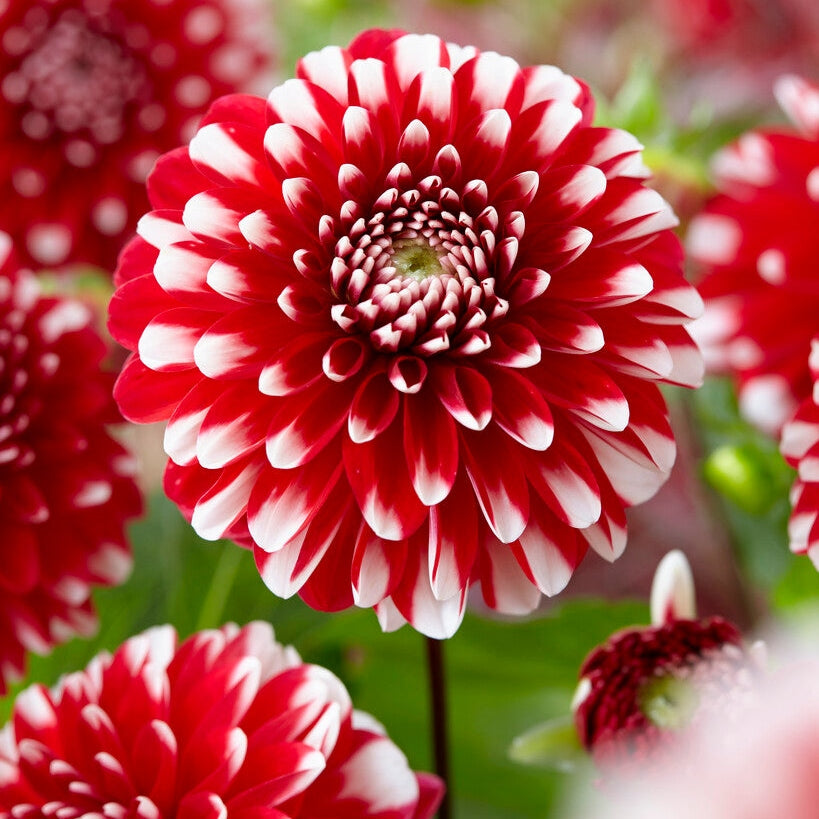 Dahlia Border Little Tiger 1-pakke