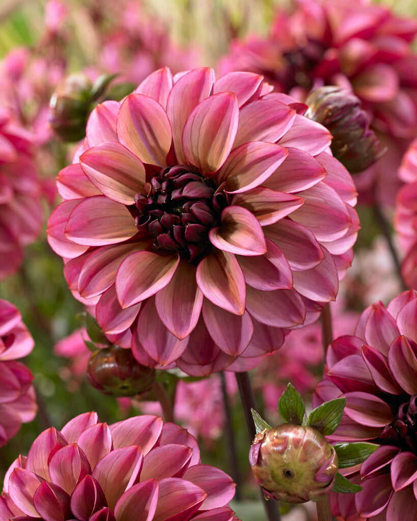 Dahlia Dekorativ Senior's Hope 1-pack