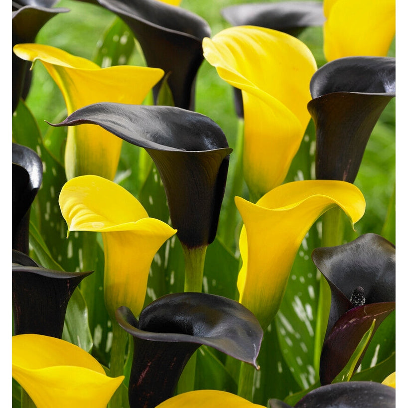 Zantedeschia Vitessa 2-pakning