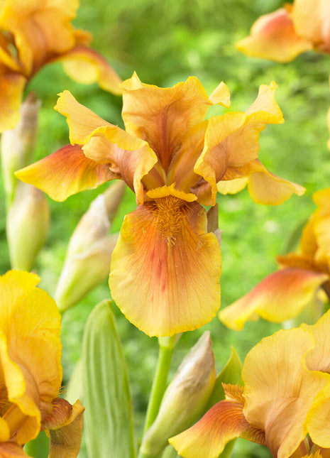 Tysk iris-Iris Germanica Golden Muffin 1-pakning