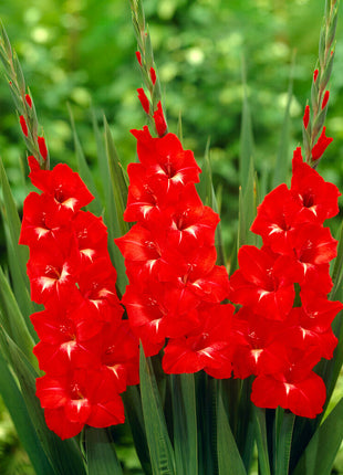 Gladiolus Traderhorn 10-pakning