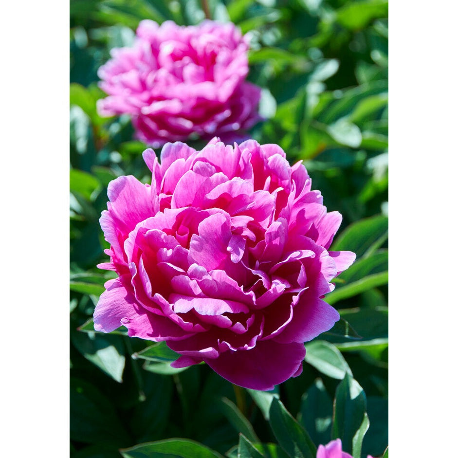 Pion-Paeonia Jadwiga 1-pakke