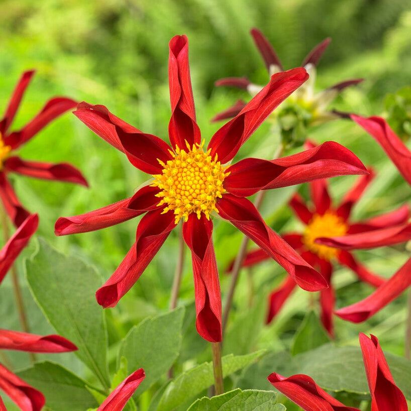 Dahlia Honka Red/Windmill Special 1-pak NYHET