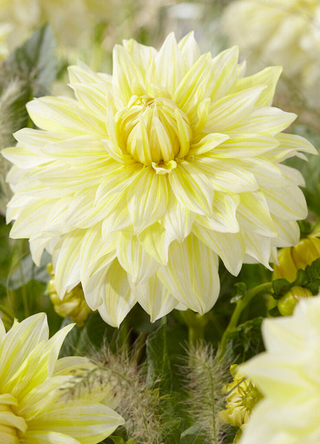 Dahlia Dekorativ La Luna 1-pack