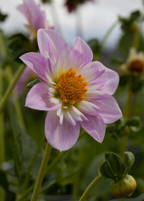 Dahlia Anemone Teesbrooke Audrey 1-pakning