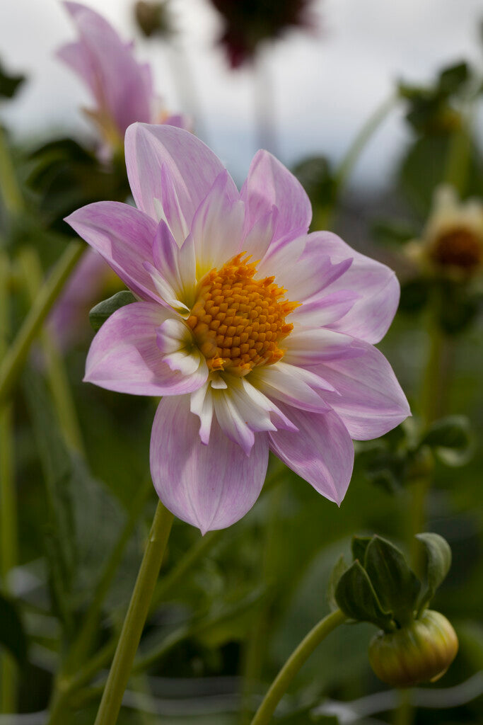 Dahlia Anemone Teesbrooke Audrey 1-pakning