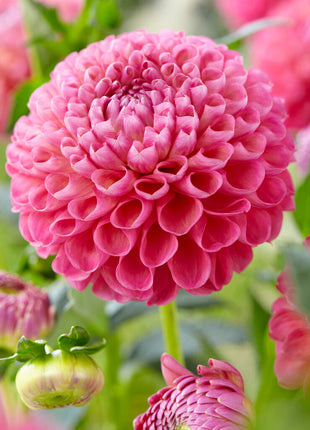 Dahlia Boll Jowey Frambo 1-pack