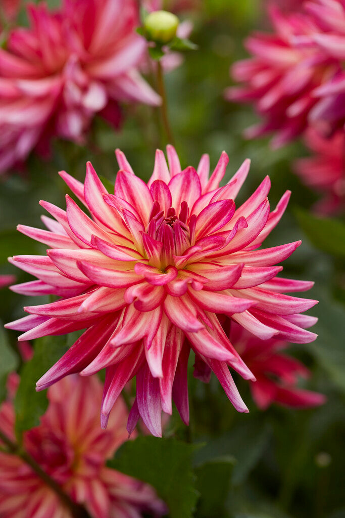 Dahlia Dekorativ Pinkie Swear 1-pakning NYHET