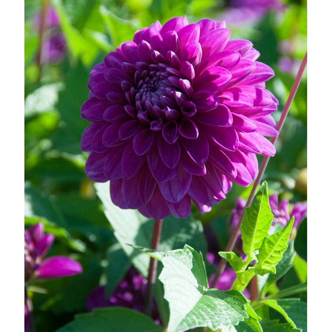 Dahlia Cartouche Dekorativ 1-pak NYHET