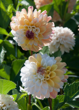 Dahlia Dekorativ Double Jill 1-pack