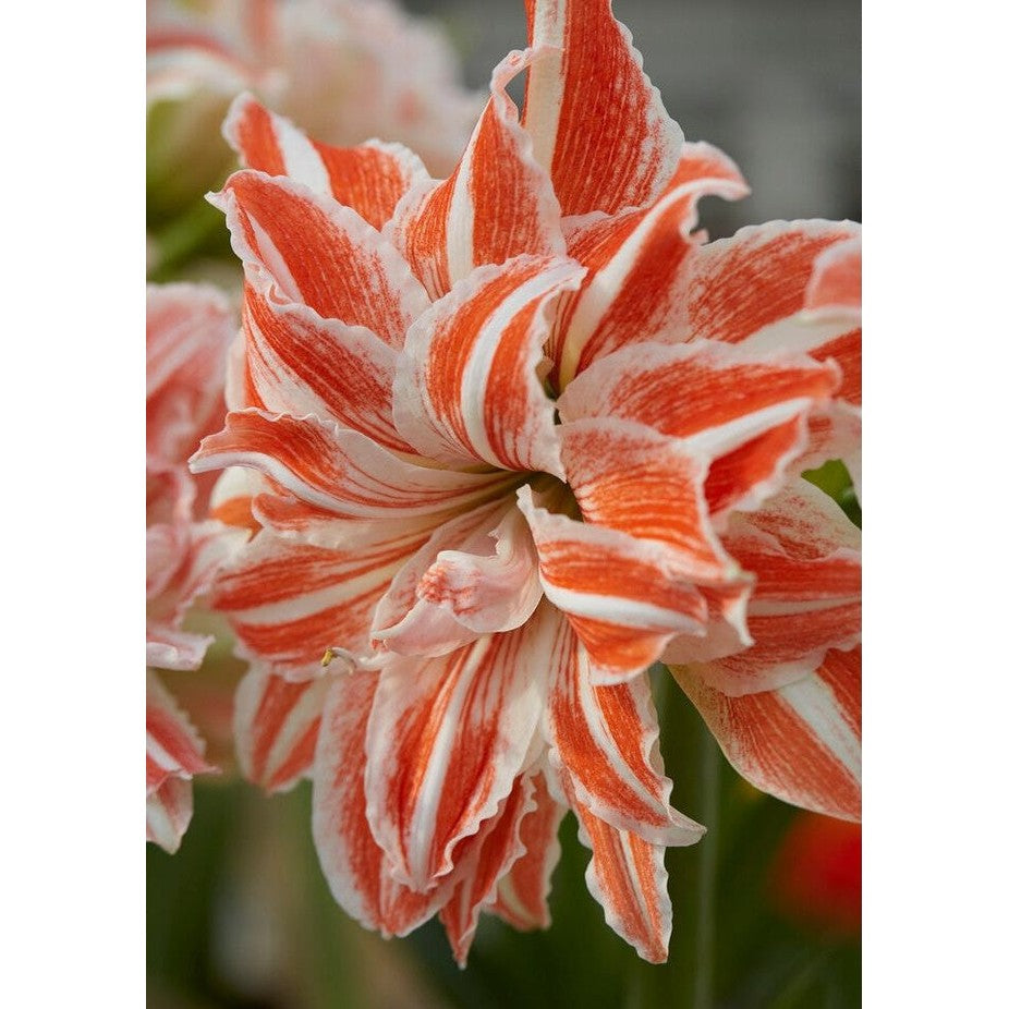 Amaryllis-Hippeastrum 'Dancing Queen' 1-pakning