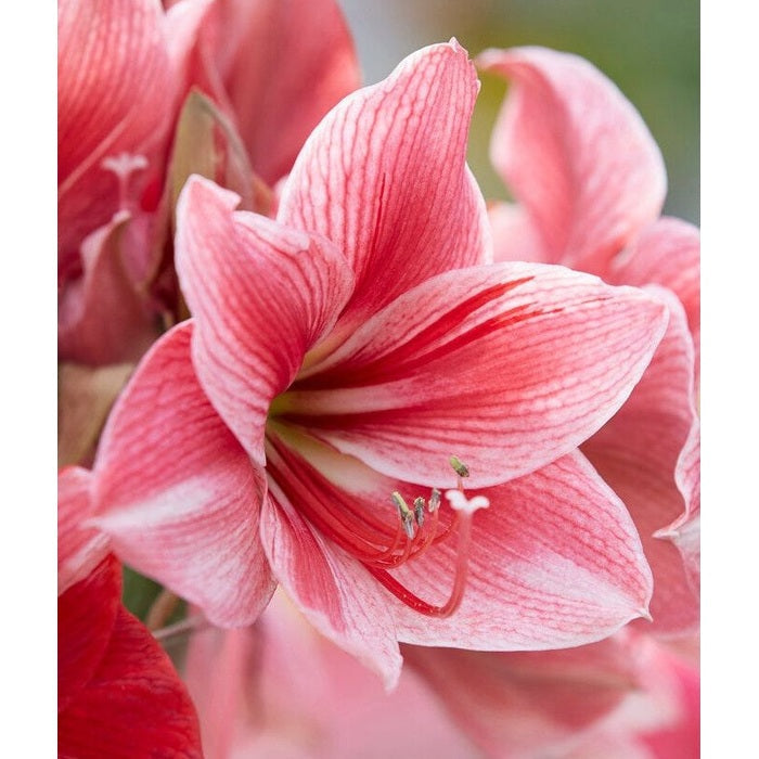Amaryllis-Hippeastrum 'Gervase' 1-pakning