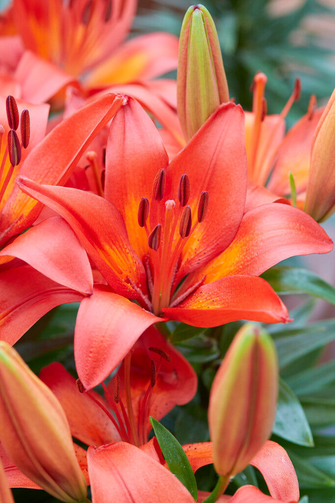 Asiatisk lilje-Lilium Matrix 2-pakning NYHET