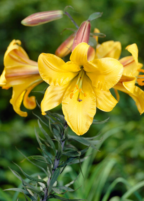 Trompet Lily-Lilium Golden Splendor 2-pakning NYHET