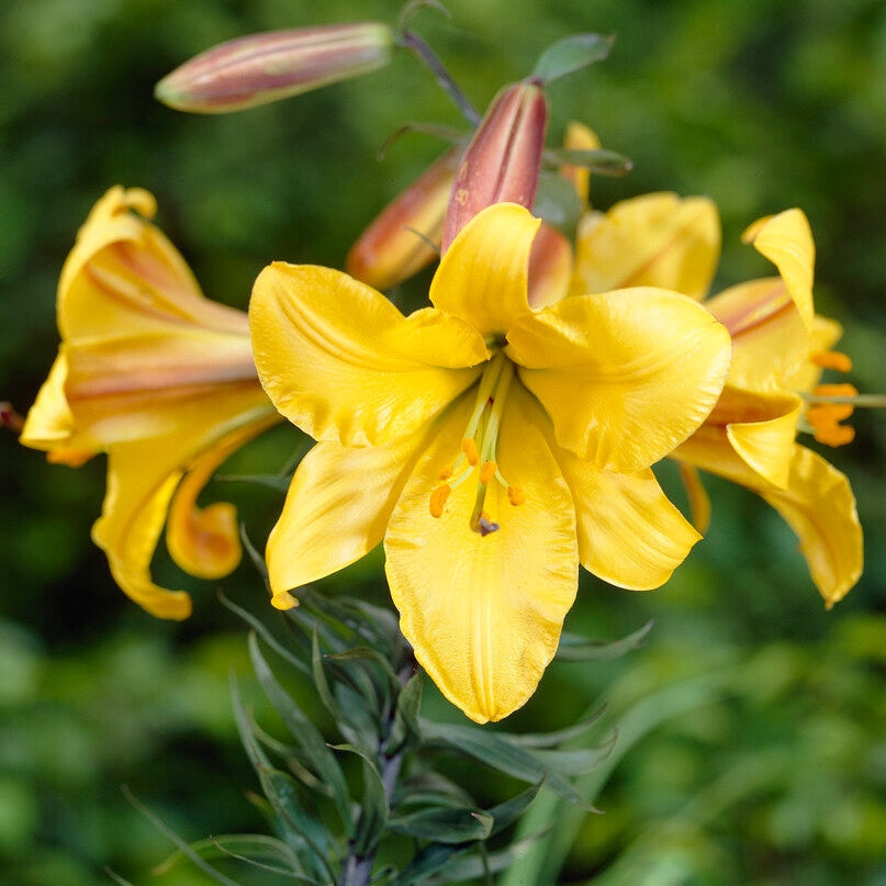 Trumpetlilje-Lilium Golden Splendor 2-pakning