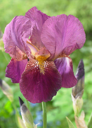 Tysk iris-Iris Germanica Senlac 1-pakning