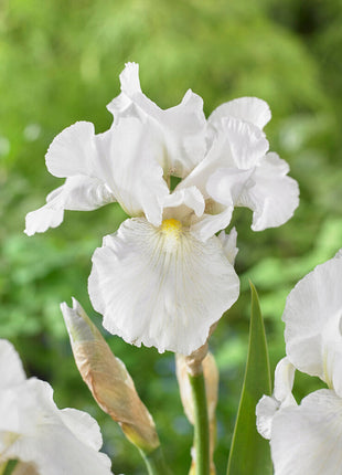 Tysk iris-Iris Germanica Immortality 1-pakning