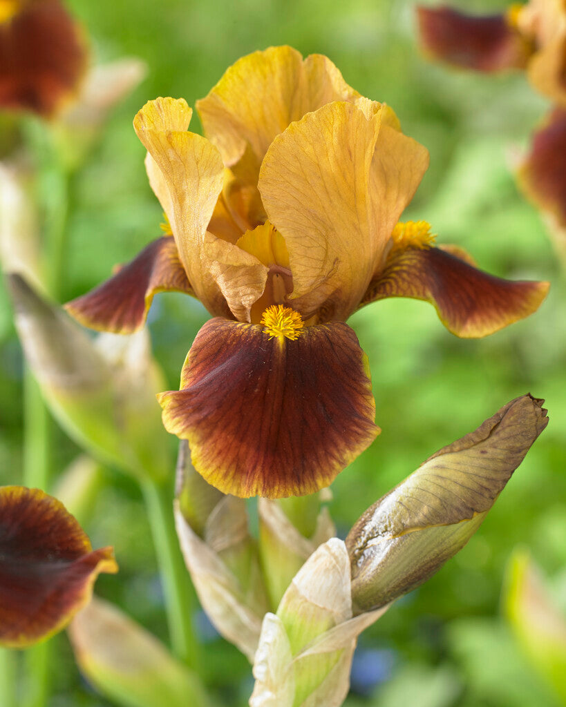 Tysk iris-Iris Germanica Hissy Fit 1-pakning